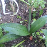 Hymenocallis caribaea (L.) Herb.